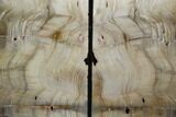 Petrified Wood Bookends - Oregon #125078-2